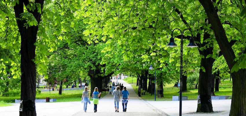 Urban Trees