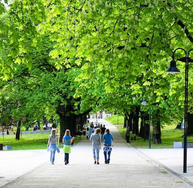 Urban Trees